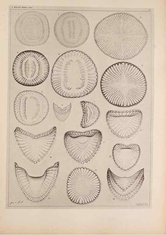 Reproducción/Reproduction 49389872907: Atlas der Diatomaceen-Kunde /. Leipzig :O.R. Reisland,[1874-19.. 
