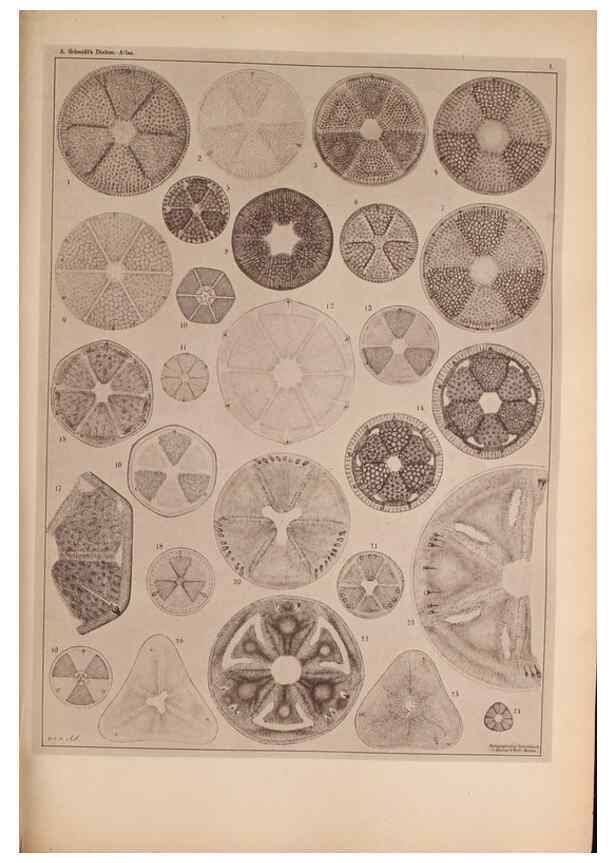 Reproducción/Reproduction 49389397983: Atlas der Diatomaceen-Kunde /. Leipzig :O.R. Reisland,[1874-19.. 