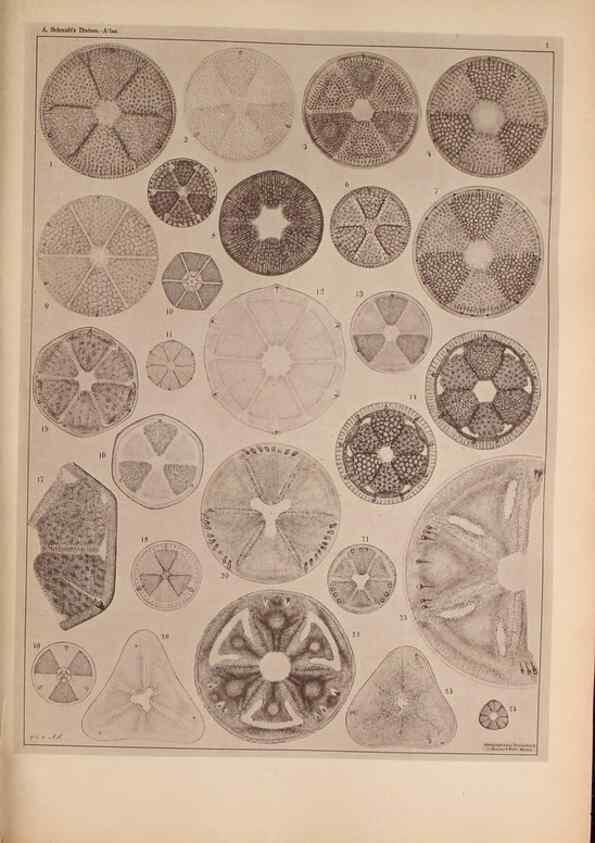 Reproducción/Reproduction 49389397983: Atlas der Diatomaceen-Kunde /. Leipzig :O.R. Reisland,[1874-19.. 