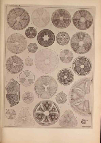 Reproducción/Reproduction 49389397983: Atlas der Diatomaceen-Kunde /. Leipzig :O.R. Reisland,[1874-19.. 