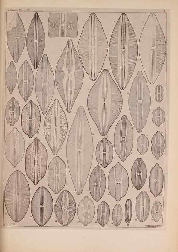 Reproducción/Reproduction 49389398348: Atlas der Diatomaceen-Kunde /. Leipzig :O.R. Reisland,[1874-19.. 