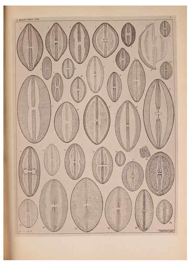 Reproducción/Reproduction 49390068347: Atlas der Diatomaceen-Kunde /. Leipzig :O.R. Reisland,[1874-19.. 
