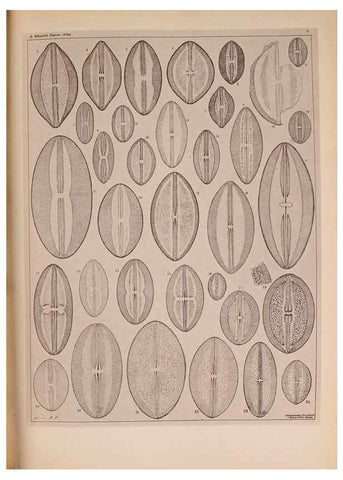 Reproducción/Reproduction 49390068347: Atlas der Diatomaceen-Kunde /. Leipzig :O.R. Reisland,[1874-19.. 
