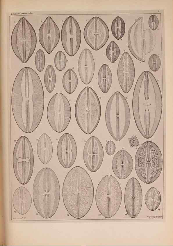 Reproducción/Reproduction 49390068347: Atlas der Diatomaceen-Kunde /. Leipzig :O.R. Reisland,[1874-19.. 