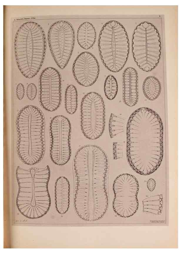 Reproducción/Reproduction 49389872571: Atlas der Diatomaceen-Kunde /. Leipzig :O.R. Reisland,[1874-19.. 