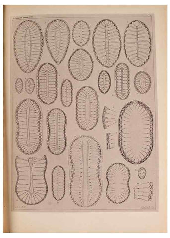 Reproducción/Reproduction 49389872571: Atlas der Diatomaceen-Kunde /. Leipzig :O.R. Reisland,[1874-19.. 