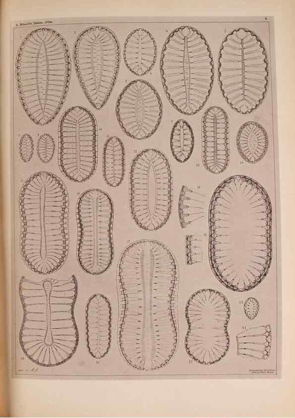 Reproducción/Reproduction 49389872571: Atlas der Diatomaceen-Kunde /. Leipzig :O.R. Reisland,[1874-19.. 