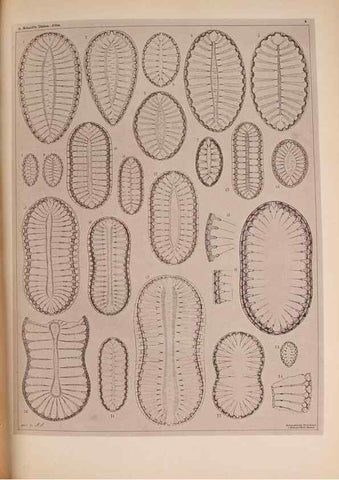 Reproducción/Reproduction 49389872571: Atlas der Diatomaceen-Kunde /. Leipzig :O.R. Reisland,[1874-19.. 