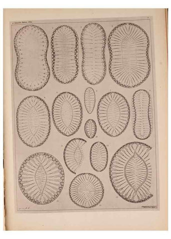 Reproducción/Reproduction 49389399383: Atlas der Diatomaceen-Kunde /. Leipzig :O.R. Reisland,[1874-19.. 