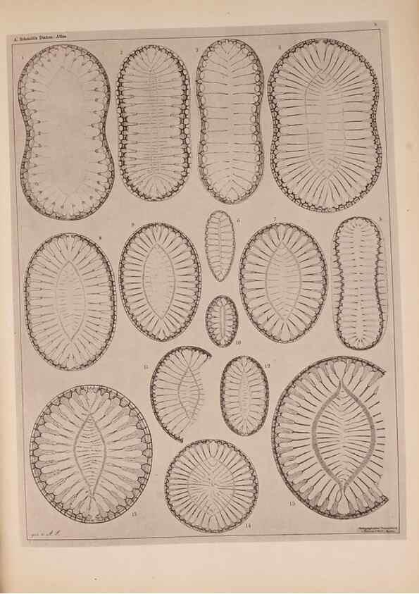Reproducción/Reproduction 49389399383: Atlas der Diatomaceen-Kunde /. Leipzig :O.R. Reisland,[1874-19.. 