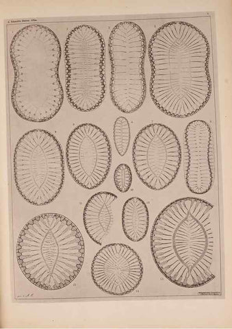 Reproducción/Reproduction 49389399383: Atlas der Diatomaceen-Kunde /. Leipzig :O.R. Reisland,[1874-19.. 