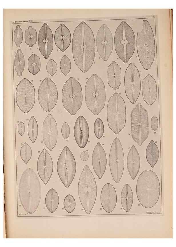 Reproducción/Reproduction 49389873151: Atlas der Diatomaceen-Kunde /. Leipzig :O.R. Reisland,[1874-19.. 