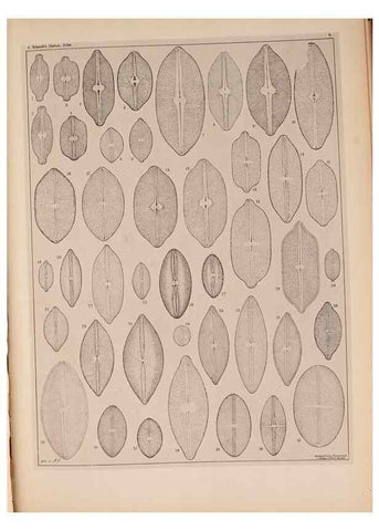 Reproducción/Reproduction 49389873151: Atlas der Diatomaceen-Kunde /. Leipzig :O.R. Reisland,[1874-19.. 