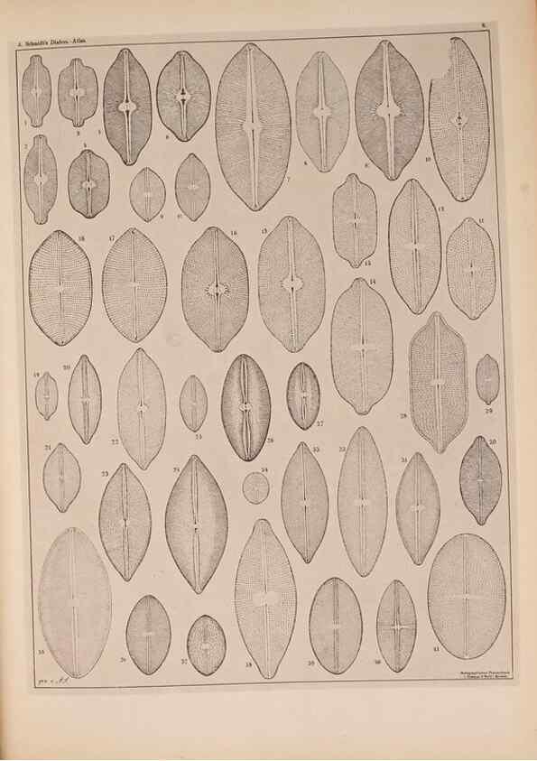 Reproducción/Reproduction 49389873151: Atlas der Diatomaceen-Kunde /. Leipzig :O.R. Reisland,[1874-19.. 