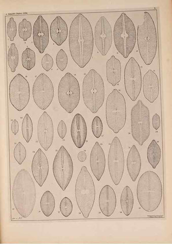 Reproducción/Reproduction 49389873151: Atlas der Diatomaceen-Kunde /. Leipzig :O.R. Reisland,[1874-19.. 