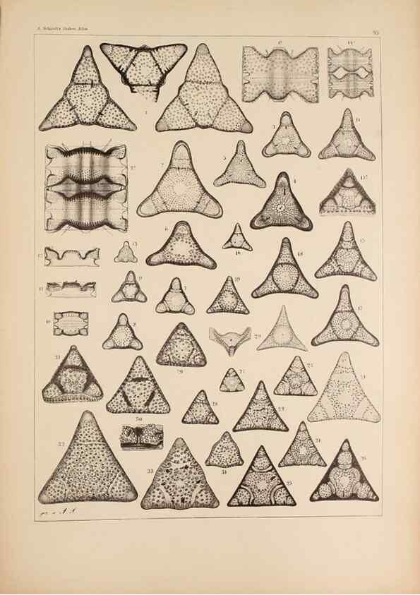 Reproducción/Reproduction 49389672491: Atlas der Diatomaceen-Kunde /. Leipzig :O.R. Reisland,[1874-19.. 