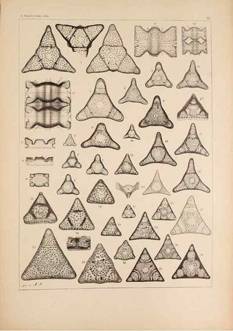 Reproducción/Reproduction 49389672491: Atlas der Diatomaceen-Kunde /. Leipzig :O.R. Reisland,[1874-19.. 