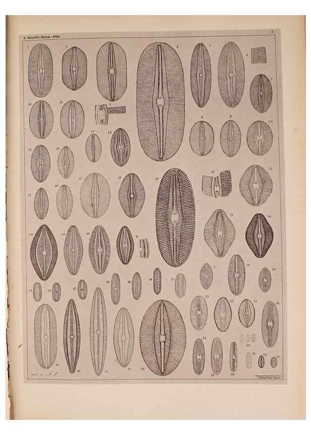 Reproducción/Reproduction 49389400018: Atlas der Diatomaceen-Kunde /. Leipzig :O.R. Reisland,[1874-19.. 