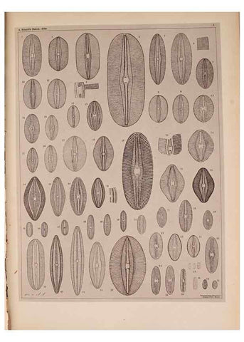 Reproducción/Reproduction 49389400018: Atlas der Diatomaceen-Kunde /. Leipzig :O.R. Reisland,[1874-19.. 