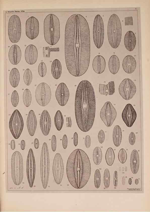 Reproducción/Reproduction 49389400018: Atlas der Diatomaceen-Kunde /. Leipzig :O.R. Reisland,[1874-19.. 