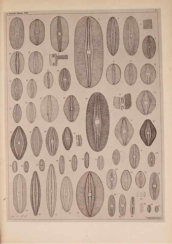 Reproducción/Reproduction 49389400018: Atlas der Diatomaceen-Kunde /. Leipzig :O.R. Reisland,[1874-19.. 