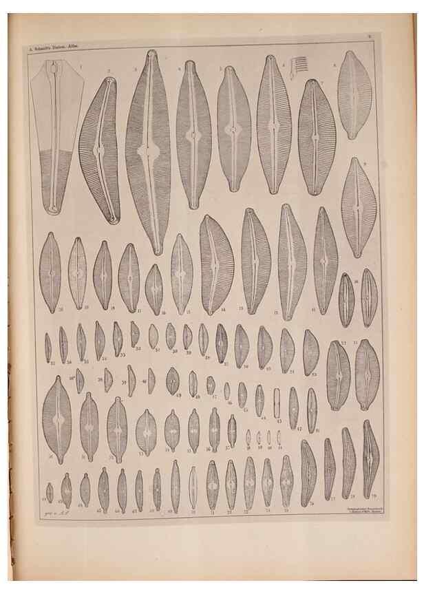 Reproducción/Reproduction 49390070442: Atlas der Diatomaceen-Kunde /. Leipzig :O.R. Reisland,[1874-19.. 