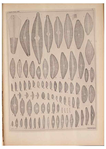 Reproducción/Reproduction 49390070442: Atlas der Diatomaceen-Kunde /. Leipzig :O.R. Reisland,[1874-19.. 