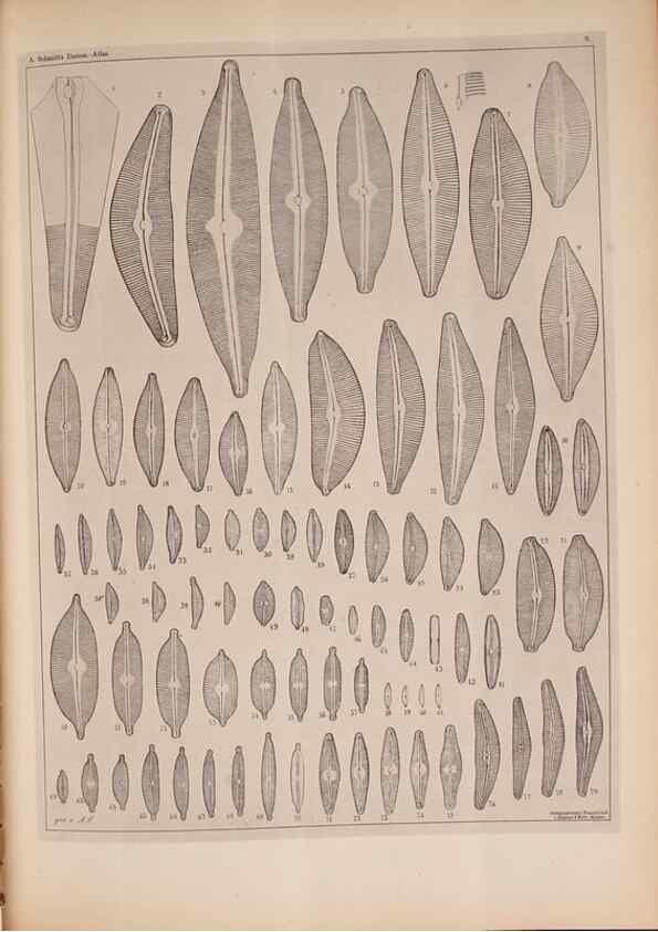 Reproducción/Reproduction 49390070442: Atlas der Diatomaceen-Kunde /. Leipzig :O.R. Reisland,[1874-19.. 