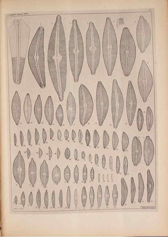 Reproducción/Reproduction 49390070442: Atlas der Diatomaceen-Kunde /. Leipzig :O.R. Reisland,[1874-19.. 