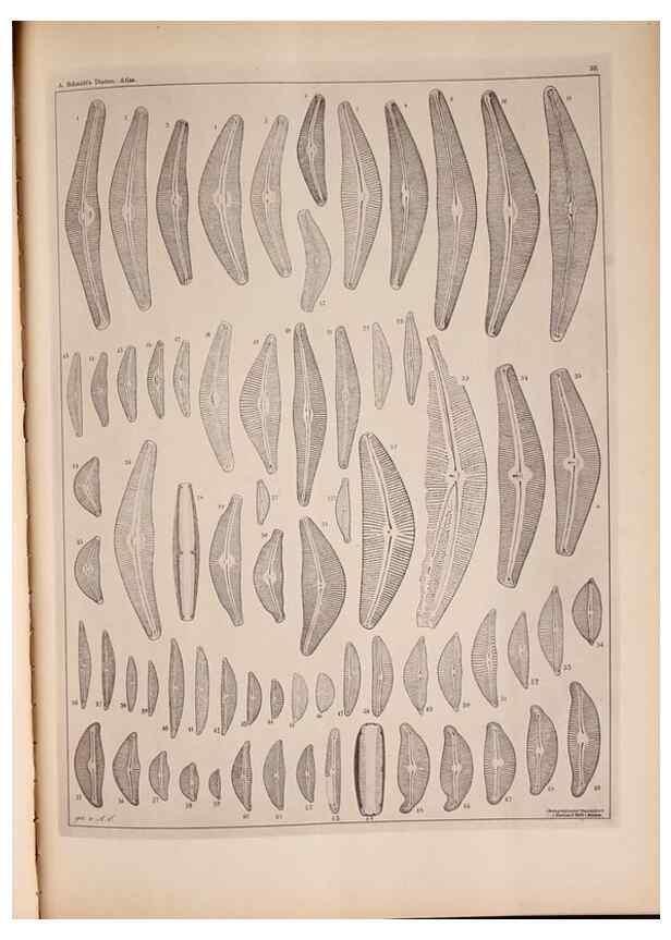 Reproducción/Reproduction 49389874496: Atlas der Diatomaceen-Kunde /. Leipzig :O.R. Reisland,[1874-19.. 