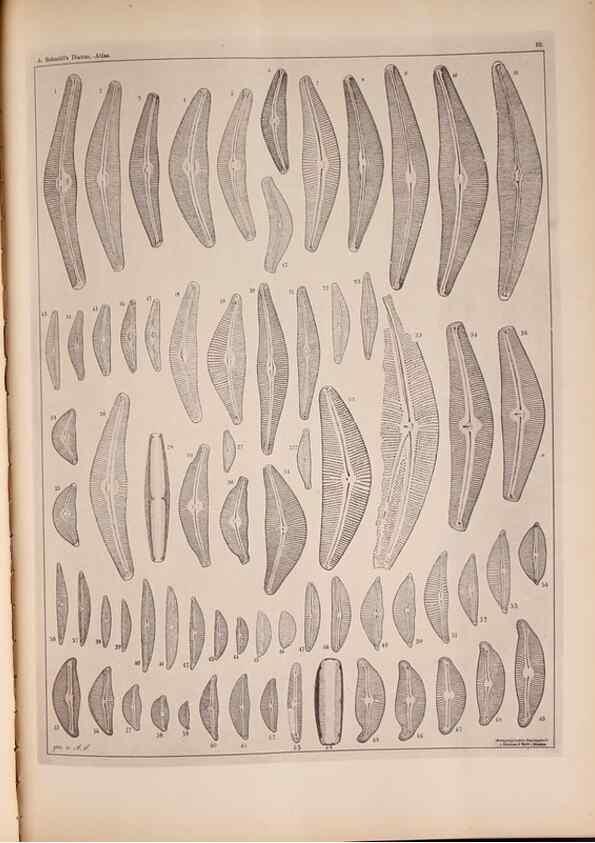 Reproducción/Reproduction 49389874496: Atlas der Diatomaceen-Kunde /. Leipzig :O.R. Reisland,[1874-19.. 