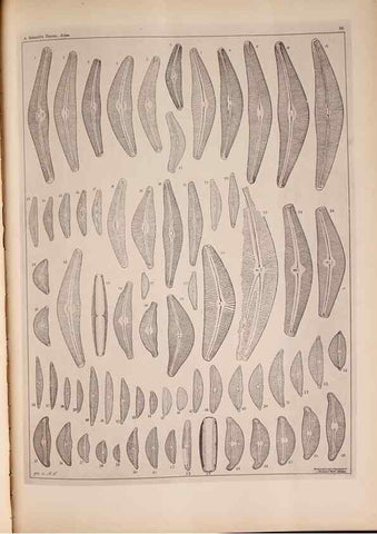 Reproducción/Reproduction 49389874496: Atlas der Diatomaceen-Kunde /. Leipzig :O.R. Reisland,[1874-19.. 