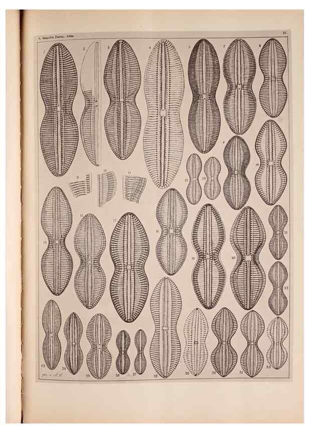 Reproducción/Reproduction 49389401398: Atlas der Diatomaceen-Kunde /. Leipzig :O.R. Reisland,[1874-19.. 
