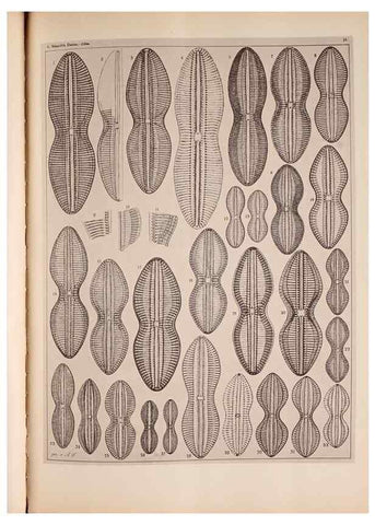 Reproducción/Reproduction 49389401398: Atlas der Diatomaceen-Kunde /. Leipzig :O.R. Reisland,[1874-19.. 