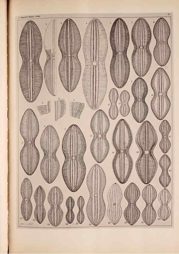 Reproducción/Reproduction 49389401398: Atlas der Diatomaceen-Kunde /. Leipzig :O.R. Reisland,[1874-19.. 