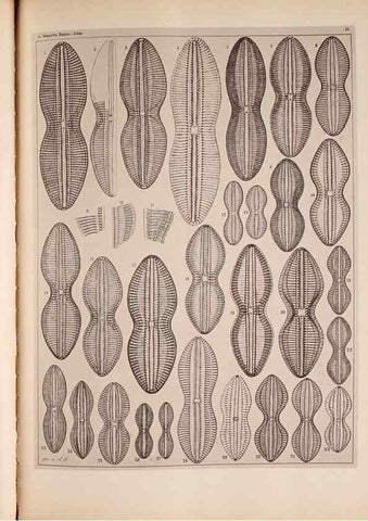 Reproducción/Reproduction 49389401398: Atlas der Diatomaceen-Kunde /. Leipzig :O.R. Reisland,[1874-19.. 