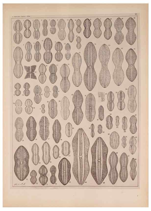 Reproducción/Reproduction 49390071662: Atlas der Diatomaceen-Kunde /. Leipzig :O.R. Reisland,[1874-19.. 