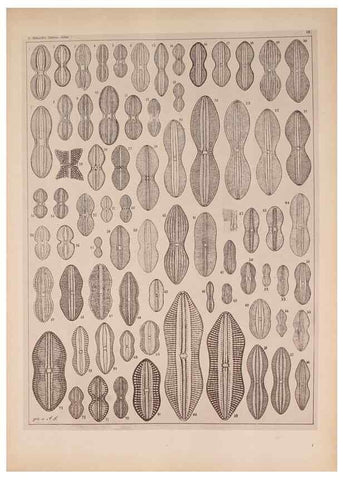 Reproducción/Reproduction 49390071662: Atlas der Diatomaceen-Kunde /. Leipzig :O.R. Reisland,[1874-19.. 