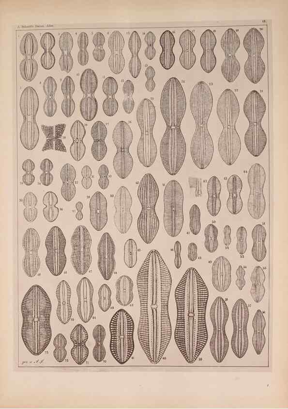 Reproducción/Reproduction 49390071662: Atlas der Diatomaceen-Kunde /. Leipzig :O.R. Reisland,[1874-19.. 