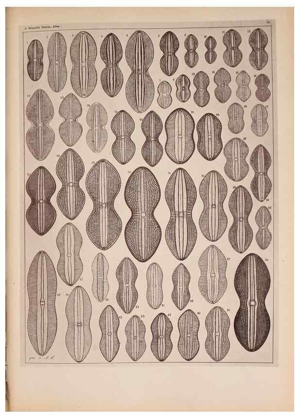 Reproducción/Reproduction 49389875711: Atlas der Diatomaceen-Kunde /. Leipzig :O.R. Reisland,[1874-19.. 