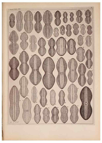 Reproducción/Reproduction 49389875711: Atlas der Diatomaceen-Kunde /. Leipzig :O.R. Reisland,[1874-19.. 