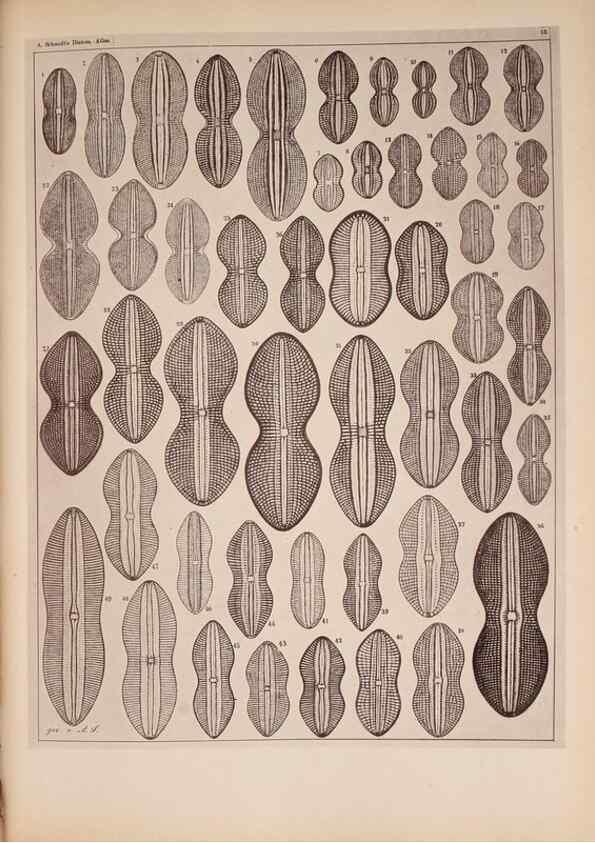 Reproducción/Reproduction 49389875711: Atlas der Diatomaceen-Kunde /. Leipzig :O.R. Reisland,[1874-19.. 
