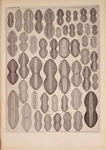 Reproducción/Reproduction 49389875711: Atlas der Diatomaceen-Kunde /. Leipzig :O.R. Reisland,[1874-19.. 