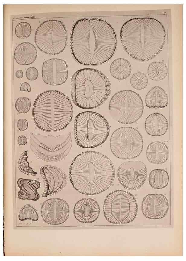 Reproducción/Reproduction 49390072312: Atlas der Diatomaceen-Kunde /. Leipzig :O.R. Reisland,[1874-19.. 