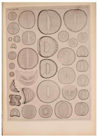 Reproducción/Reproduction 49390072312: Atlas der Diatomaceen-Kunde /. Leipzig :O.R. Reisland,[1874-19.. 