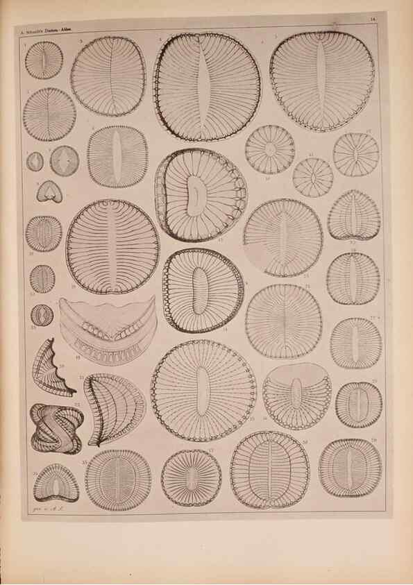 Reproducción/Reproduction 49390072312: Atlas der Diatomaceen-Kunde /. Leipzig :O.R. Reisland,[1874-19.. 