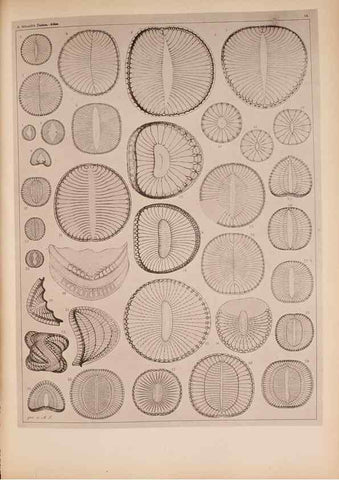 Reproducción/Reproduction 49390072312: Atlas der Diatomaceen-Kunde /. Leipzig :O.R. Reisland,[1874-19.. 