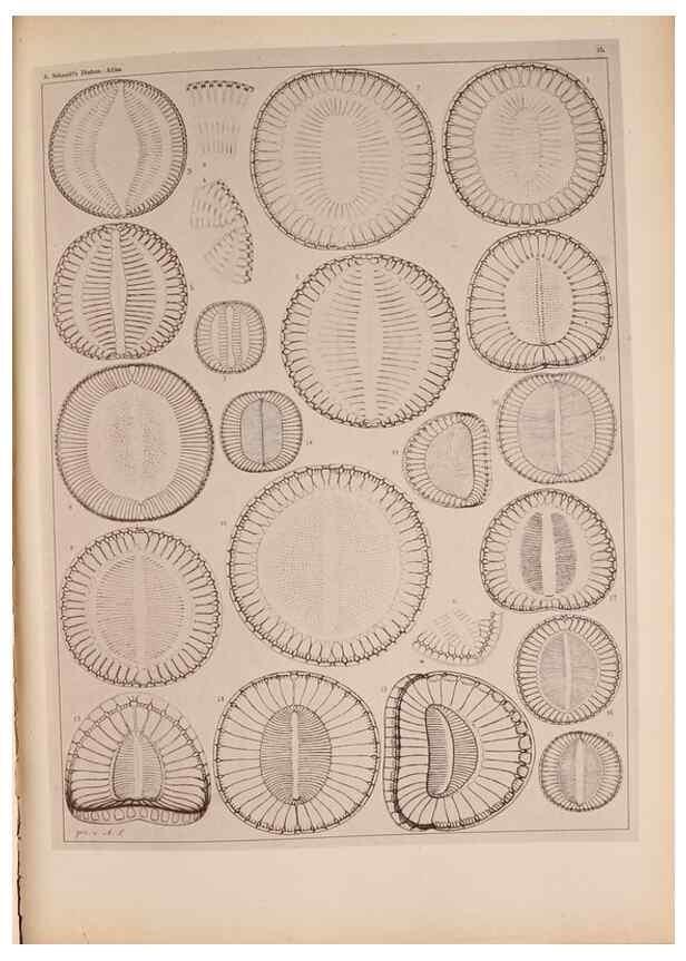 Reproducción/Reproduction 49389402848: Atlas der Diatomaceen-Kunde /. Leipzig :O.R. Reisland,[1874-19.. 