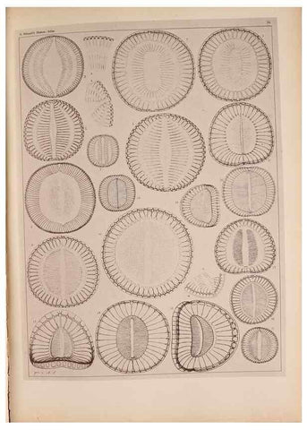 Reproducción/Reproduction 49389402848: Atlas der Diatomaceen-Kunde /. Leipzig :O.R. Reisland,[1874-19.. 