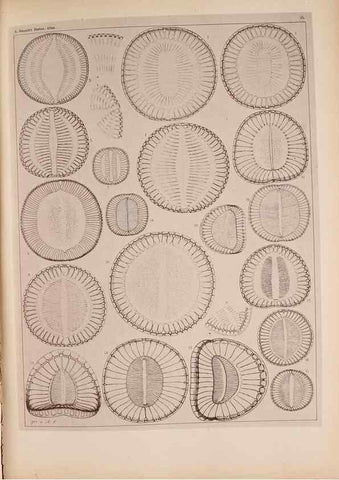 Reproducción/Reproduction 49389402848: Atlas der Diatomaceen-Kunde /. Leipzig :O.R. Reisland,[1874-19.. 